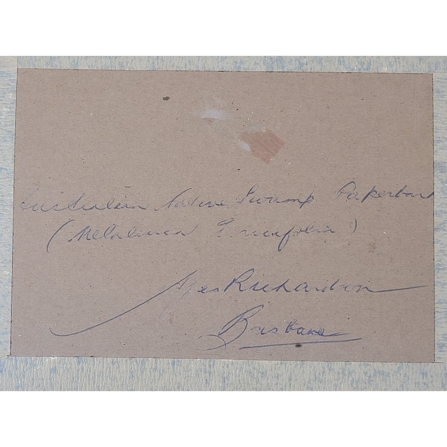 Agnes Richardson Tree Bark Australian Landscape