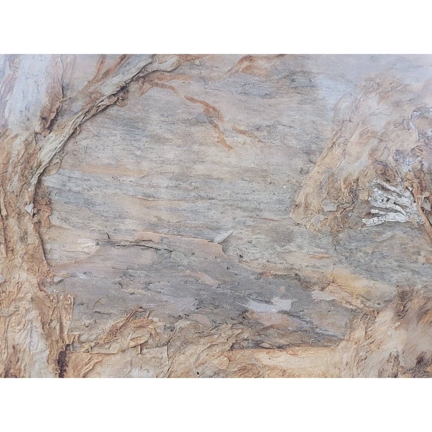 Agnes Richardson Tree Bark Australian Landscape